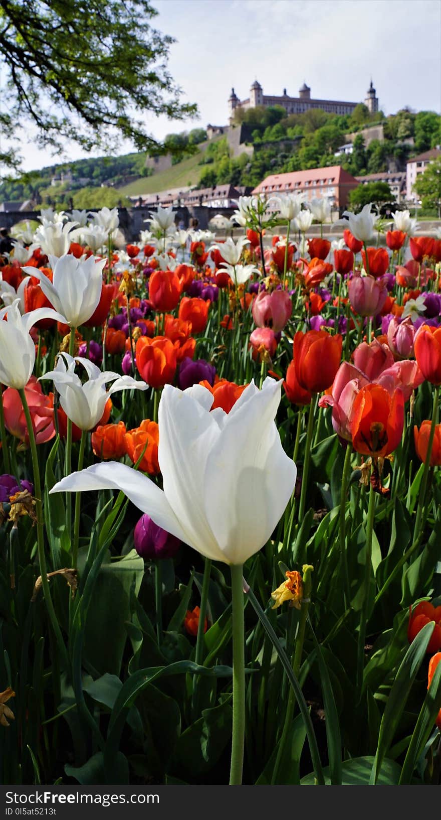 Flower, Plant, Flowering Plant, Tulip