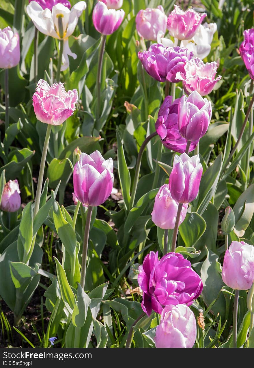 Plant, Flower, Tulip, Flowering Plant