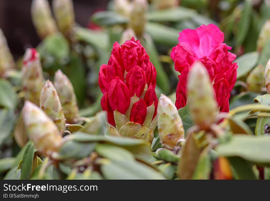 Plant, Flower, Pink, Flowering Plant