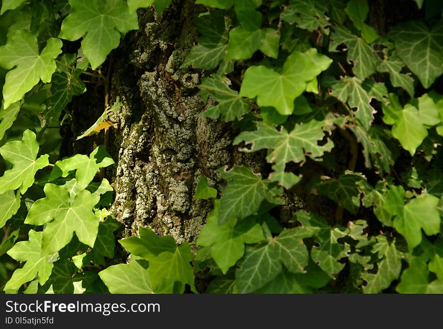 Leaf, Plant, Flora, Tree