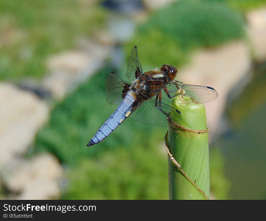 Insect, Dragonfly, Dragonflies And Damseflies, Invertebrate