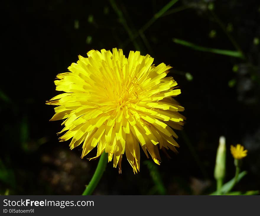 Flower, Yellow, Dandelion, Sow Thistles