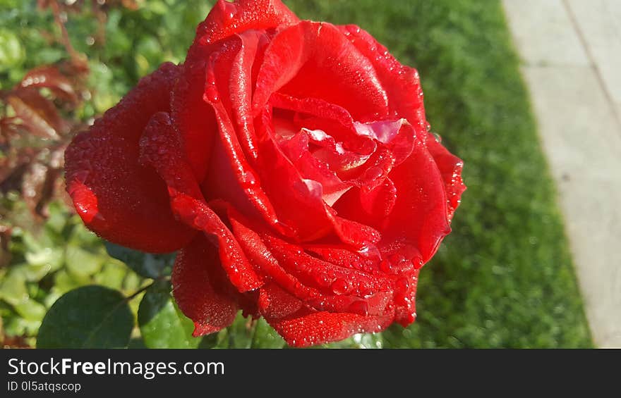 Rose, Red, Rose Family, Garden Roses