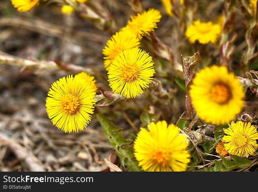 Flower, Yellow, Flora, Plant