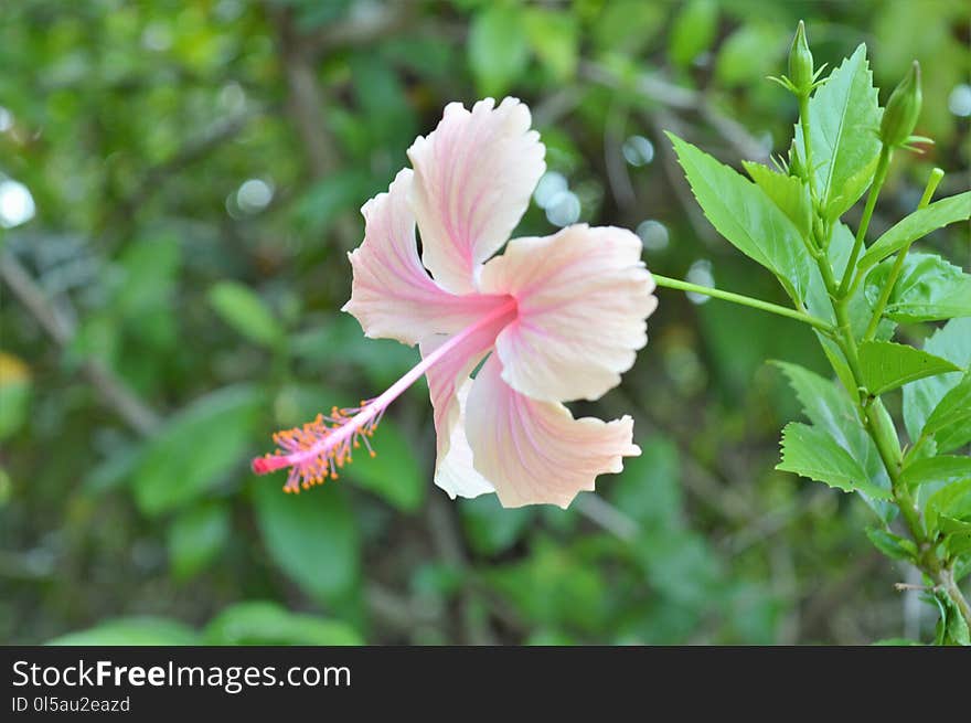 Flower, Plant, Flowering Plant, Flora