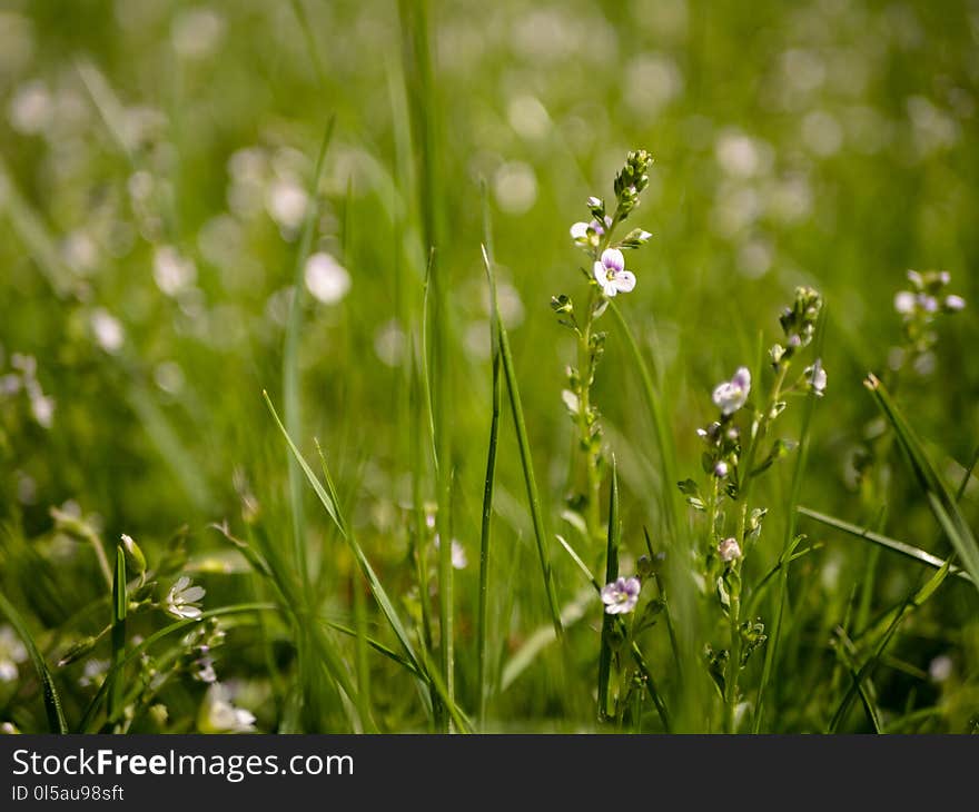 Flora, Grass, Flower, Plant