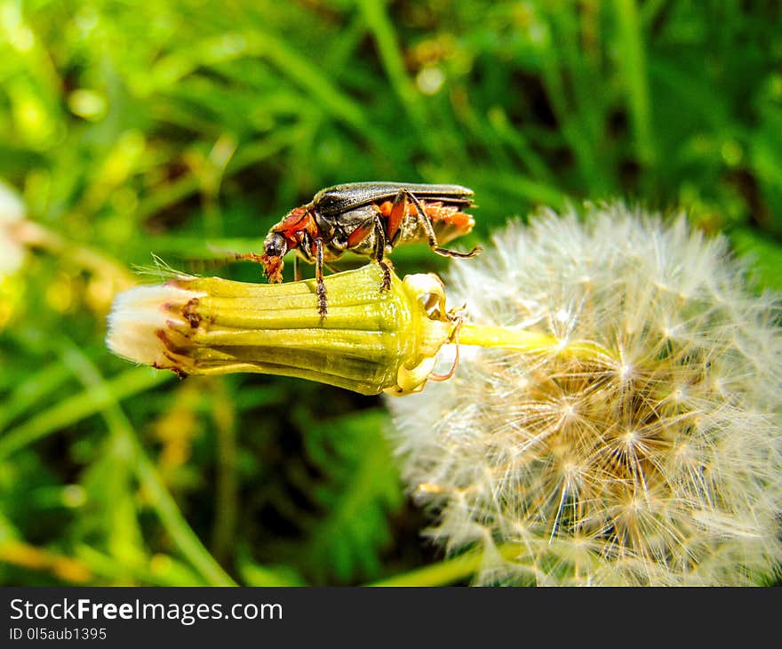 Insect, Macro Photography, Invertebrate, Pest