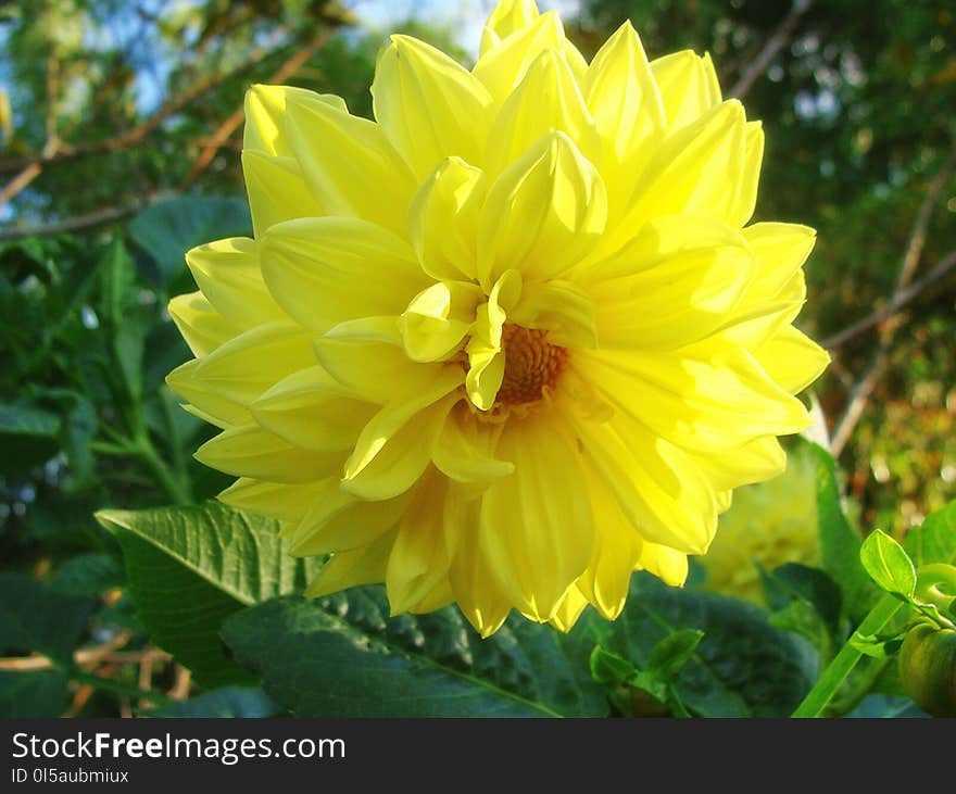 Flower, Yellow, Plant, Flowering Plant