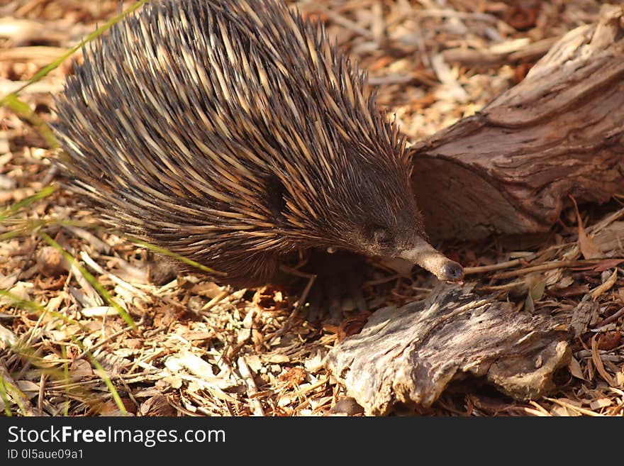 Echidna, Monotreme, Mammal, Fauna