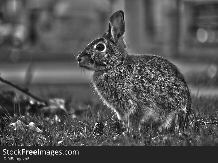 Wildlife, Black, Black And White, Fauna