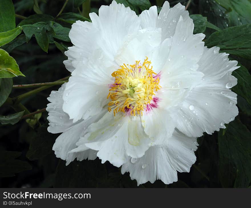 Flower, White, Plant, Peony