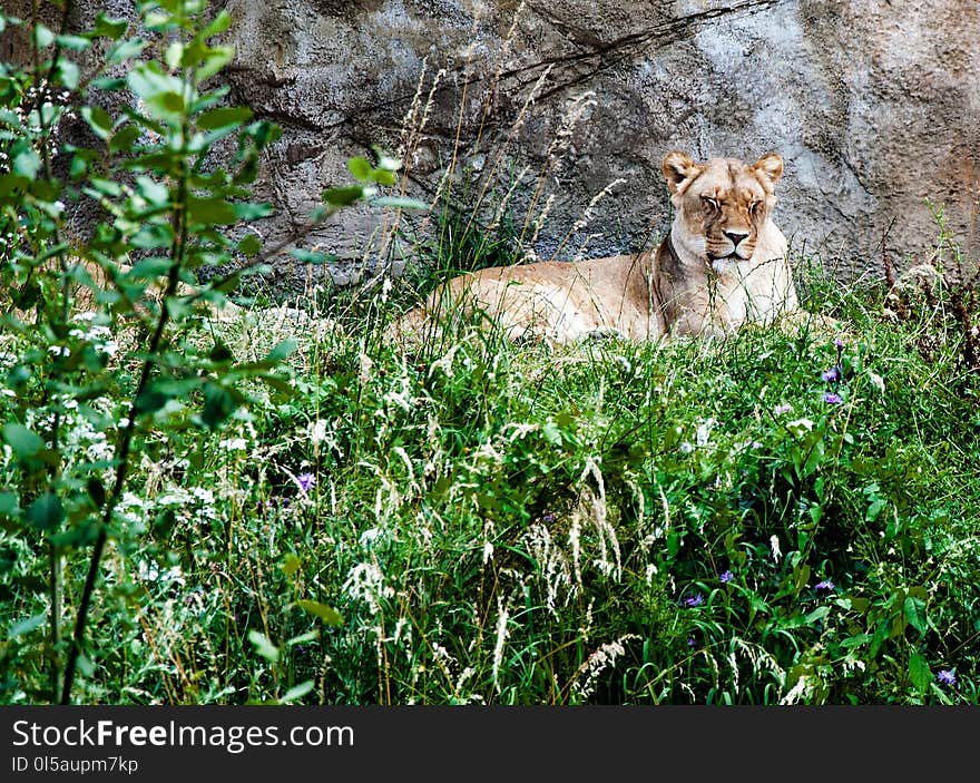 Wildlife, Fauna, Mammal, Lion