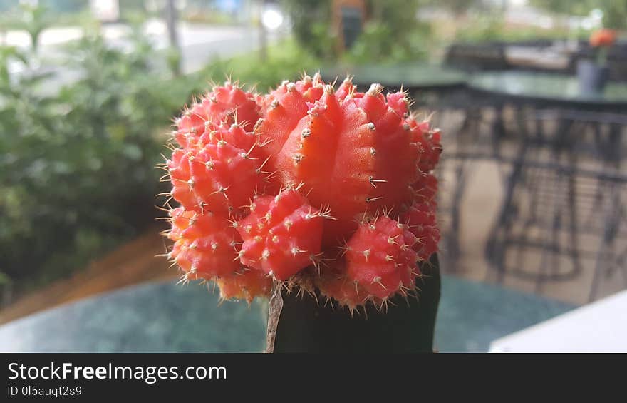 Cactus, Plant, Flowering Plant, Thorns Spines And Prickles