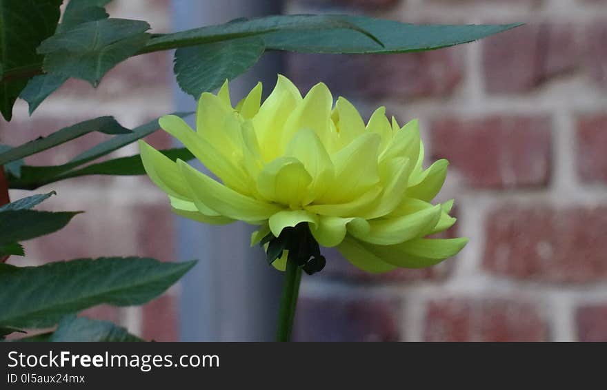 Flower, Plant, Yellow, Flora