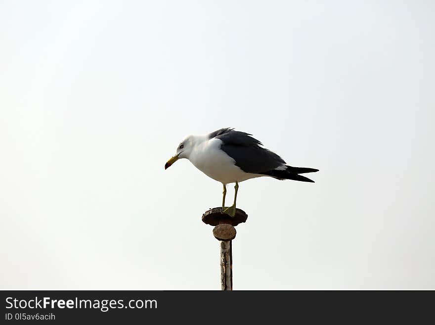 Bird, Beak, Fauna, Seabird