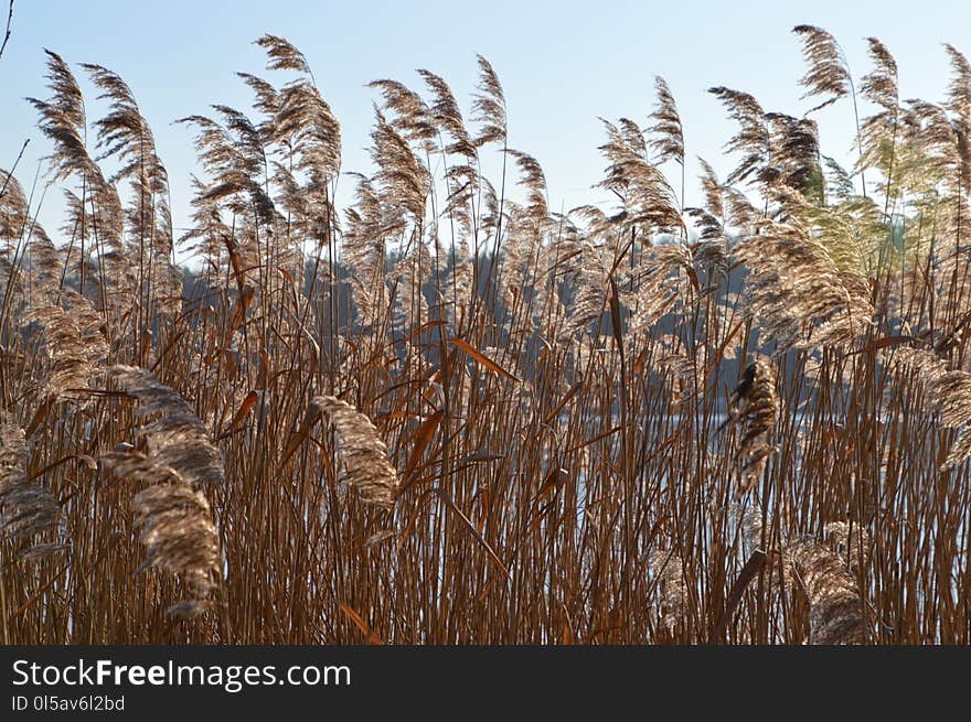 Grass Family, Phragmites, Wheat, Crop