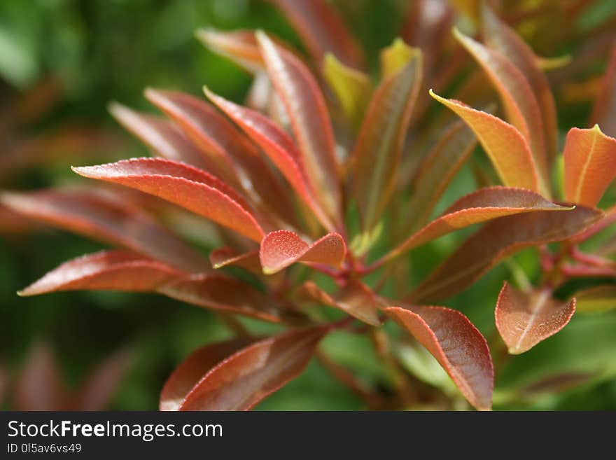 Plant, Vegetation, Flora, Leaf