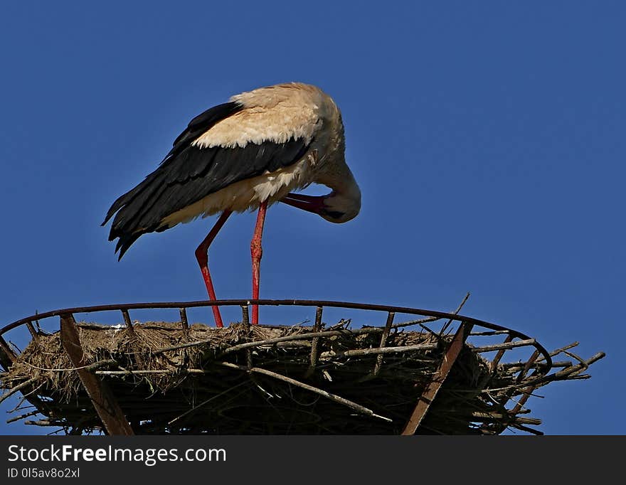 Stork, White Stork, Bird, Ciconiiformes