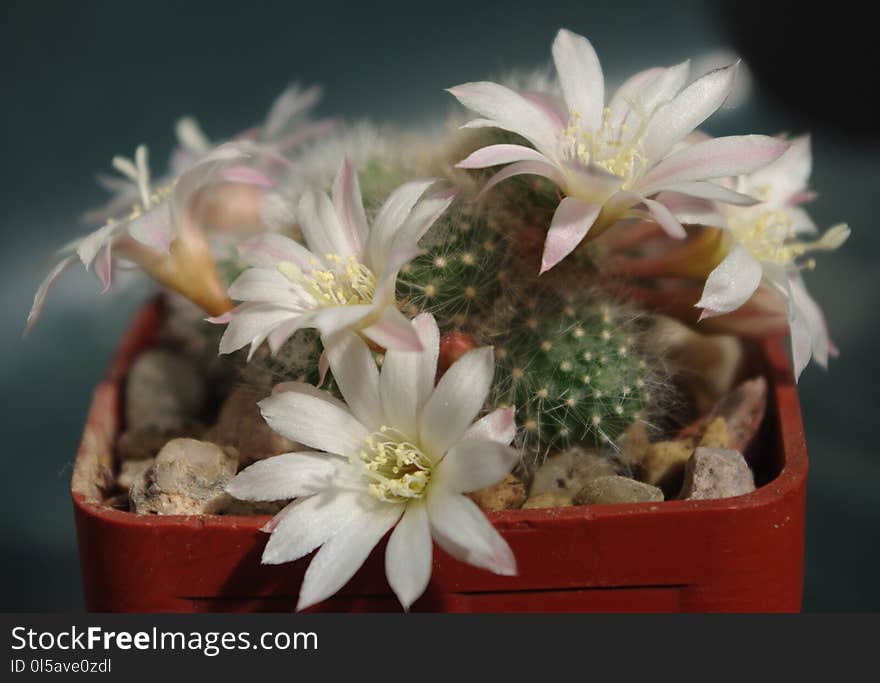 Plant, Flowering Plant, Flower, Cactus