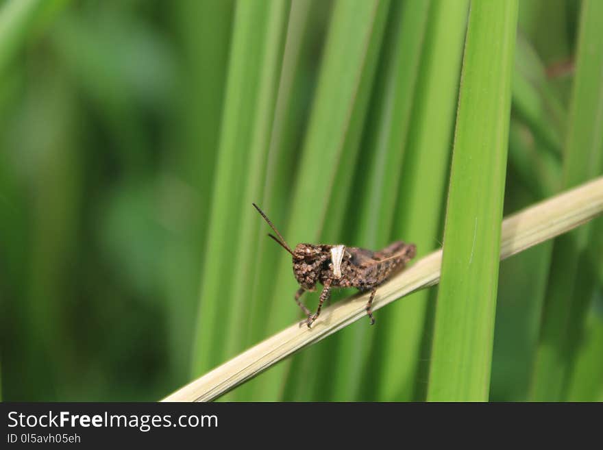 Insect, Invertebrate, Fauna, Grass Family