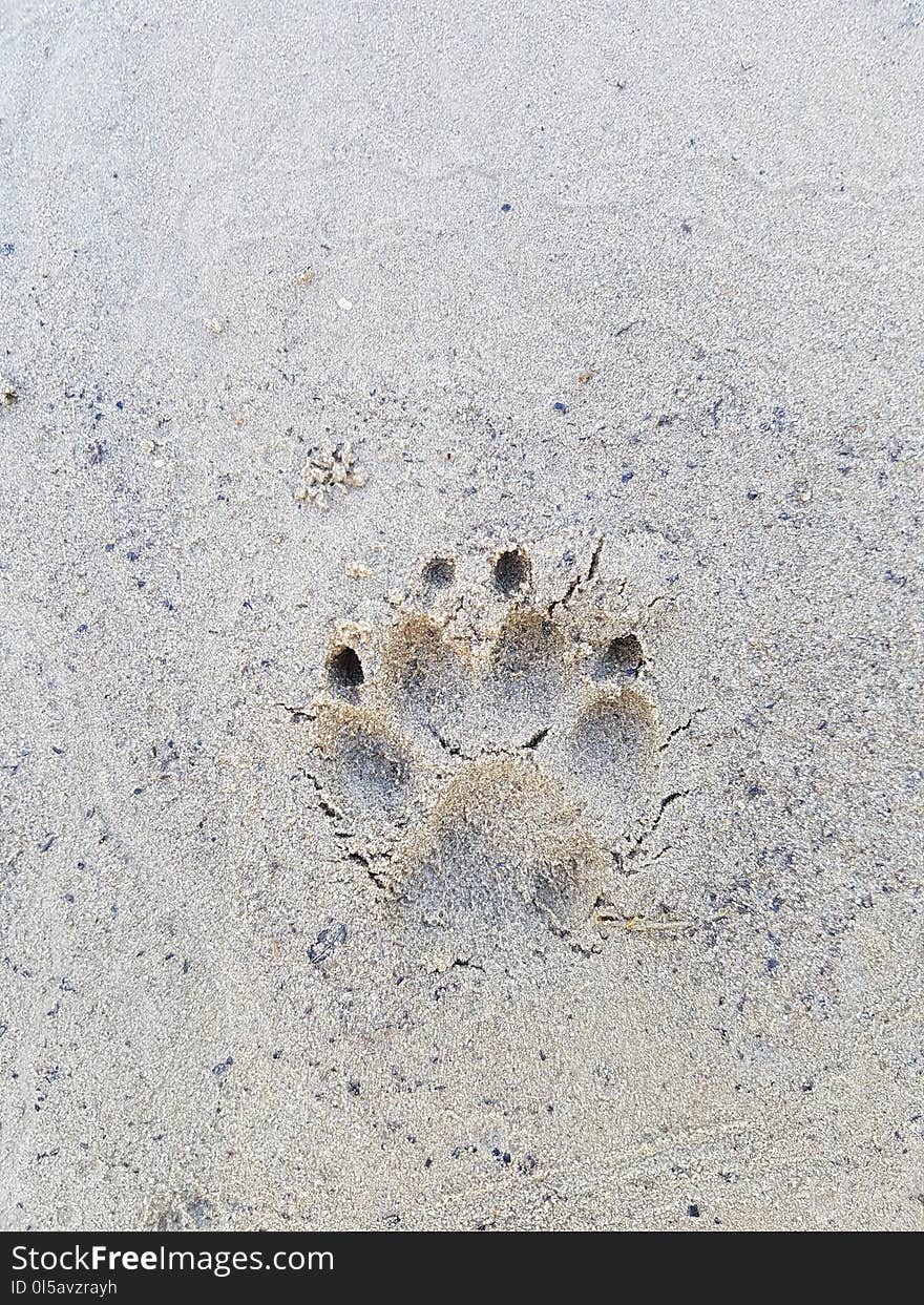 Sand, Footprint, Organism, Paw