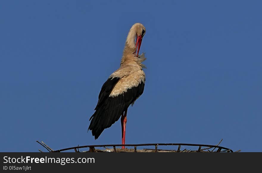 Bird, White Stork, Stork, Beak