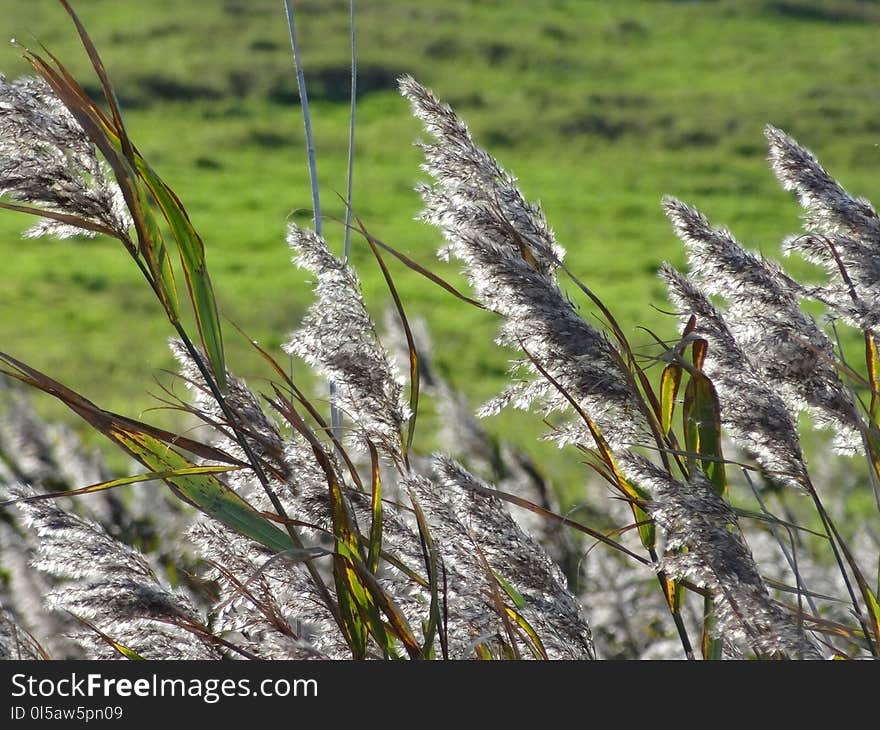 Plant, Flora, Grass, Grass Family