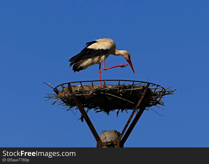 Bird, Stork, White Stork, Sky