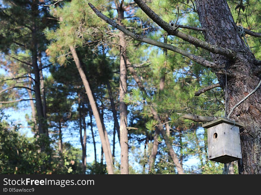 Tree, Nature Reserve, Branch, Plant