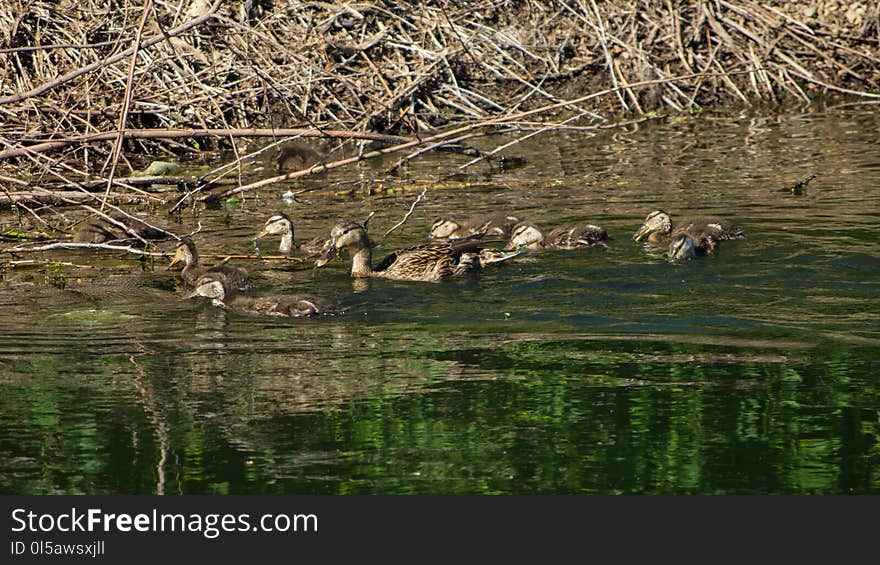 Fauna, Nature Reserve, Water, Ecosystem