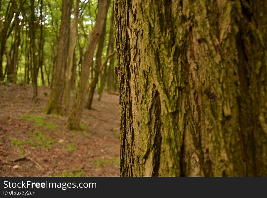 Ecosystem, Tree, Woodland, Trunk