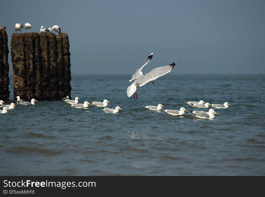 Water, Sea, Bird, Seabird