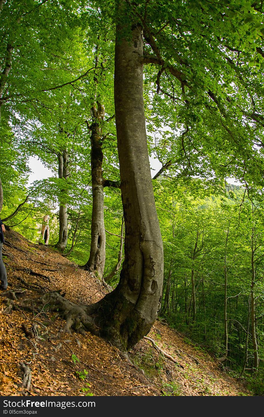 Magical crooked trees in the forest. Albania, Europe