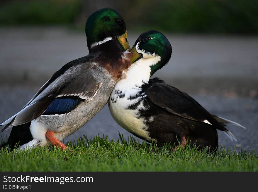 Spring is there and mating season is there these ducks are fighting for the female duck. Spring is there and mating season is there these ducks are fighting for the female duck