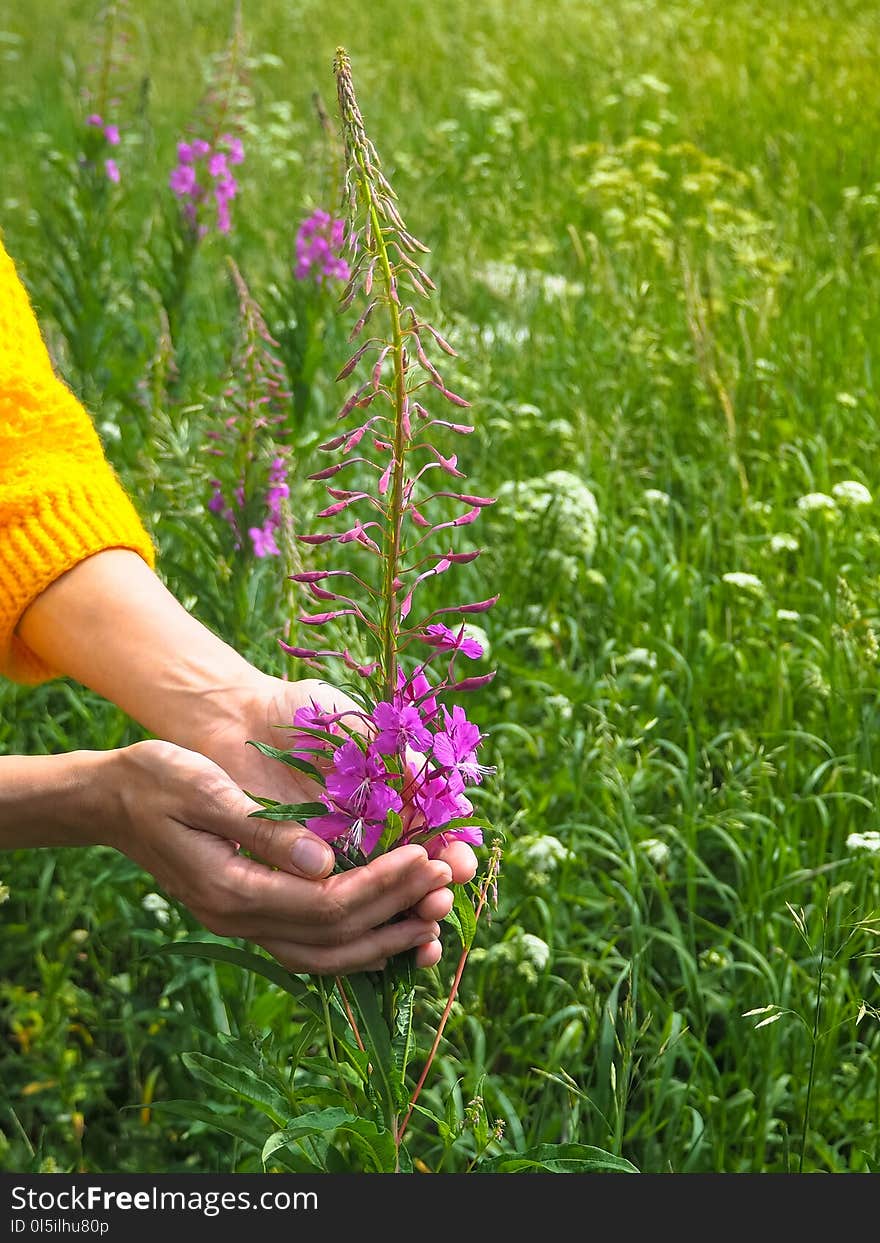 Flower Ivan tea in the palms of a woman in a green meadow.