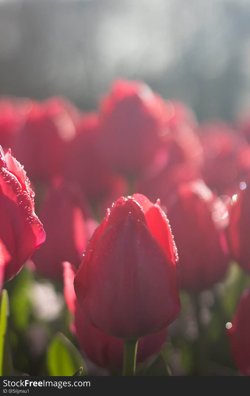 Beautiful Full Bloom Various Colors Tulips In The Sunny Day In Netherlands