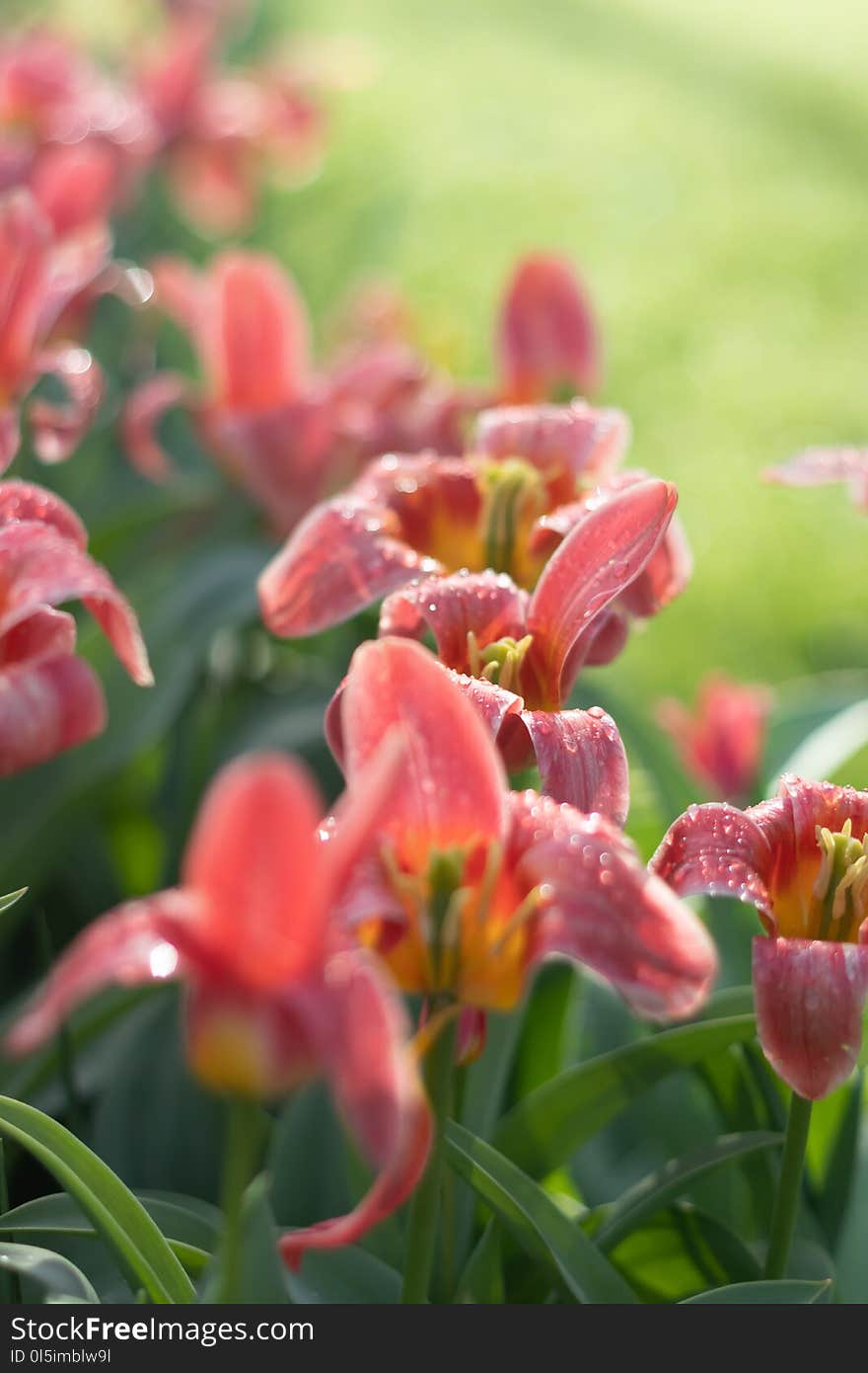 Beautiful Full Bloom Various Colors Tulips In The Sunny Day In Netherlands