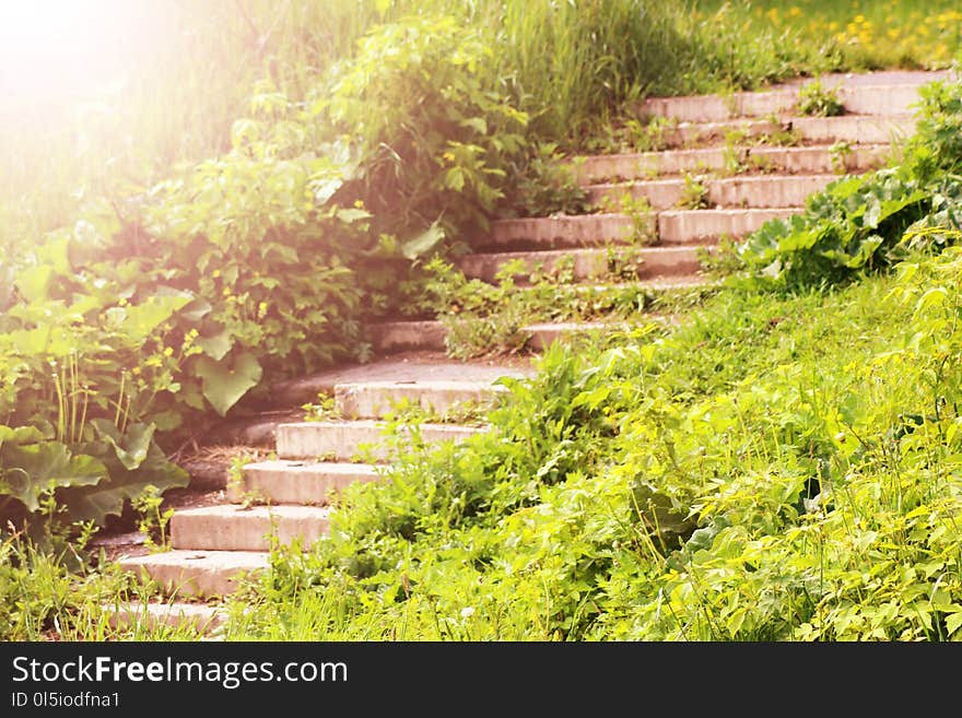 Stone stairs covered in grass leading upwards, toned