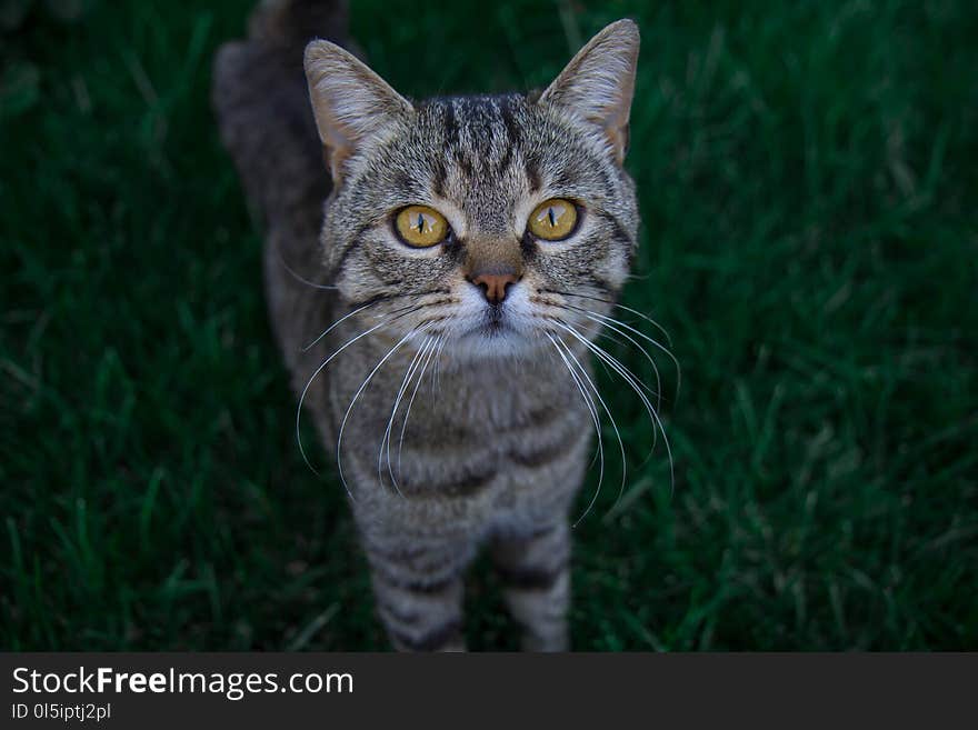 Interested cat looking cute and nice