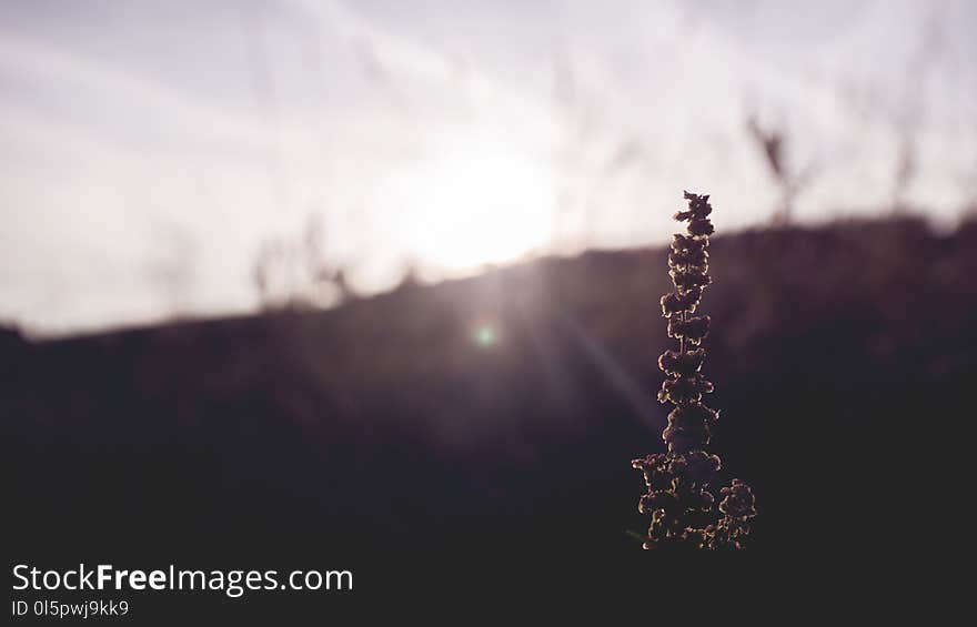 Shallow Focus Photography of Plant