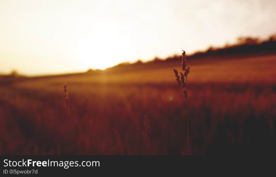 Selective Focus Photography of Plant Overlooking Sunset