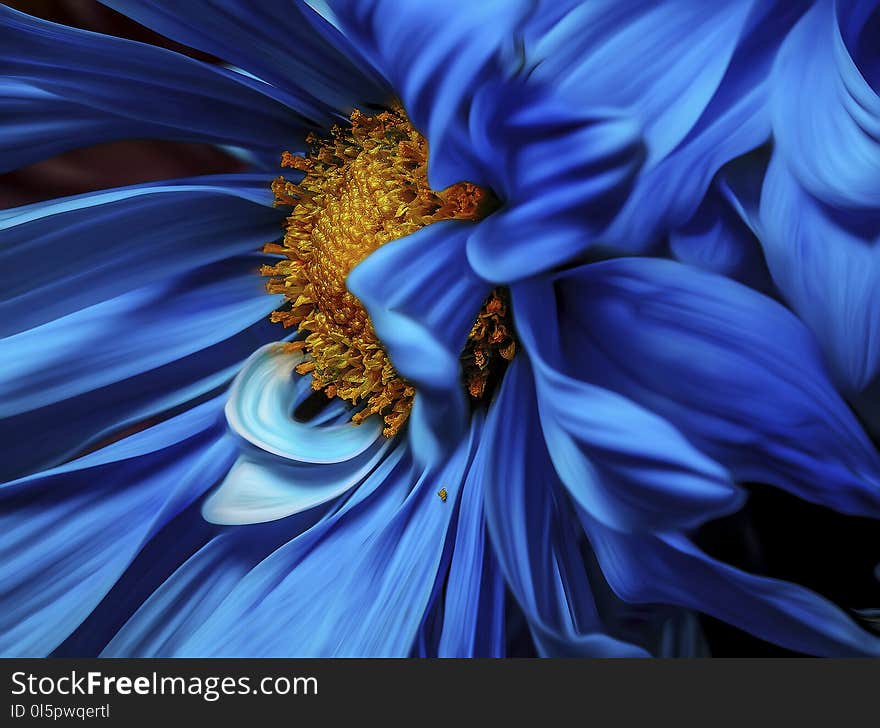 Micro Focus Photography of Blue and Orange Petaled Flower