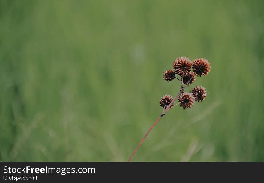 Brown Petaled Floweer