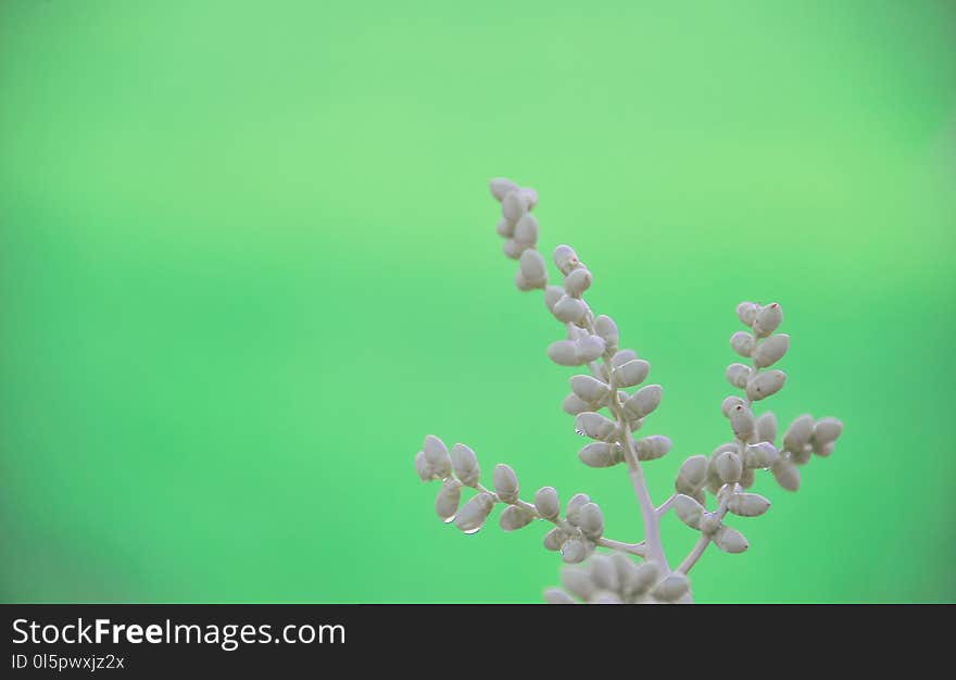 Closeup Photo of Gray Leafed Plant