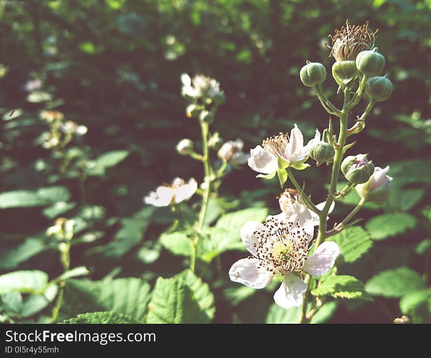 Blackberry flowers close up