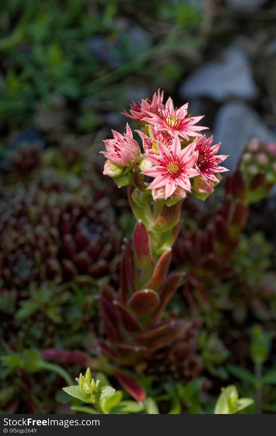 Inflorescence of pink sempervivum tectorum in spring