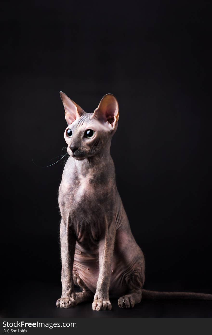 Graceful tortoise torty donskoy cat in studio on black background. Graceful tortoise torty donskoy cat in studio on black background