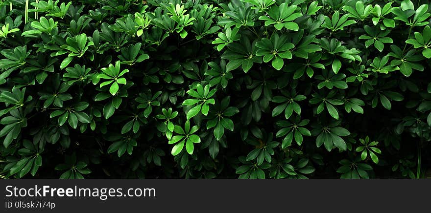 Vertical garden with tropical green leaf, contrast