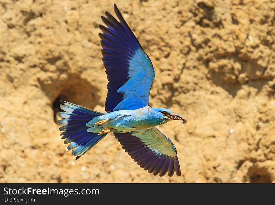 Exotic bird in flight brings food for chicks, wildlife and unique moments