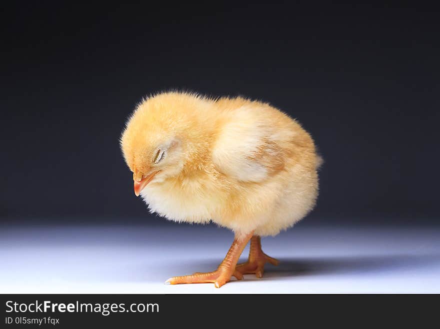 Yellow chick standing asleep, cute animals, pets